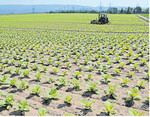 Tabakfeld bei Oftersheim in Nordbaden.