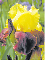 Hängeblätter mit einer anderen Farbe wie die nach oben stehenden Domblätter nennen Botaniker „Bicolor".
