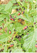 Zwölf Larven pro Pflanze können zu einem drastischen Ertragsrückgang führen. Deshalb sollte möglichst früh bekämpft werden.