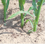 Unkräuter im Mais: Dieser Bestand ist gepflegt, die Pflanzen wachsen ungestört.