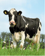 Wie sich Weidegang und Stallhaltung auf Kühe auswirken, wird derzeit in einer Studie in Schleswig-Holstein erforscht.