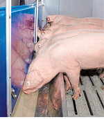 Mit Fermentationshilfen vorbehandeltes Futter ist für die Schweine leichter verdaubar.