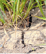 Wassermangel: Europa- und weltweit regnet es nicht überall genug. Das hat Folgen für Mengen, Qualitäten und Preise.