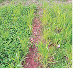 Links steht Weißklee und rechts Erdklee in ausdauerndem Weizen. Getreide sind oft gute Partner für Untersaaten.