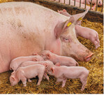 Stroh ist auf Bio-Schweinebetrieben Pflicht. Umso wichtiger ist es, die Buchten nach dem Ausstallen intensiv zu reinigen und zu desinfizieren. Das schützt die später neu eingestallten Tiere vor potenziellen Krankheitserregern.