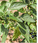 Schwarzer Nachtschatten ist besonders in spät deckenden Kulturen von Bedeutung.