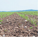 Unkräuter im Griff: Körnermais kann gut in eine ökologische Fruchtfolge passen sogar wenn auf den Pflug verzichtet wird.