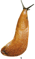 Nacktschnecken sind gefürchtete Schädlinge im Garten.