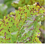 Cercospora-Blattflecken auf Rübenblättern.