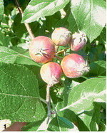 Trotz guter Bedingungen für die chemische Ausdünnung stimmt der Fruchtbehang noch nicht an allen Bäumen. Hier gilt es nun in Handarbeit nachzulegen.