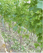 Durch Entblätterung muss Luft und Licht in die Laubwand.