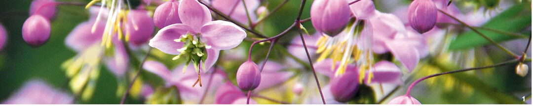 Die Nahaufnahme zeigt die filigrane Blütenstruktur der Wiesenrauten. Hier zu sehen bei Thalictrum rochebrunianum.