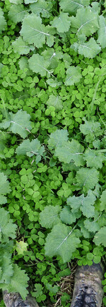 Begleitpflanzen wie beispielsweise Klee-Arten können den Rapsanbau auf vielfältige Weise bereichern.