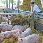 Die Schweineställe von morgen sollen das Wohl der Tiere in den Fokus rücken und gleichzeitig die Wirtschaftlichkeit der Betriebe sichern.