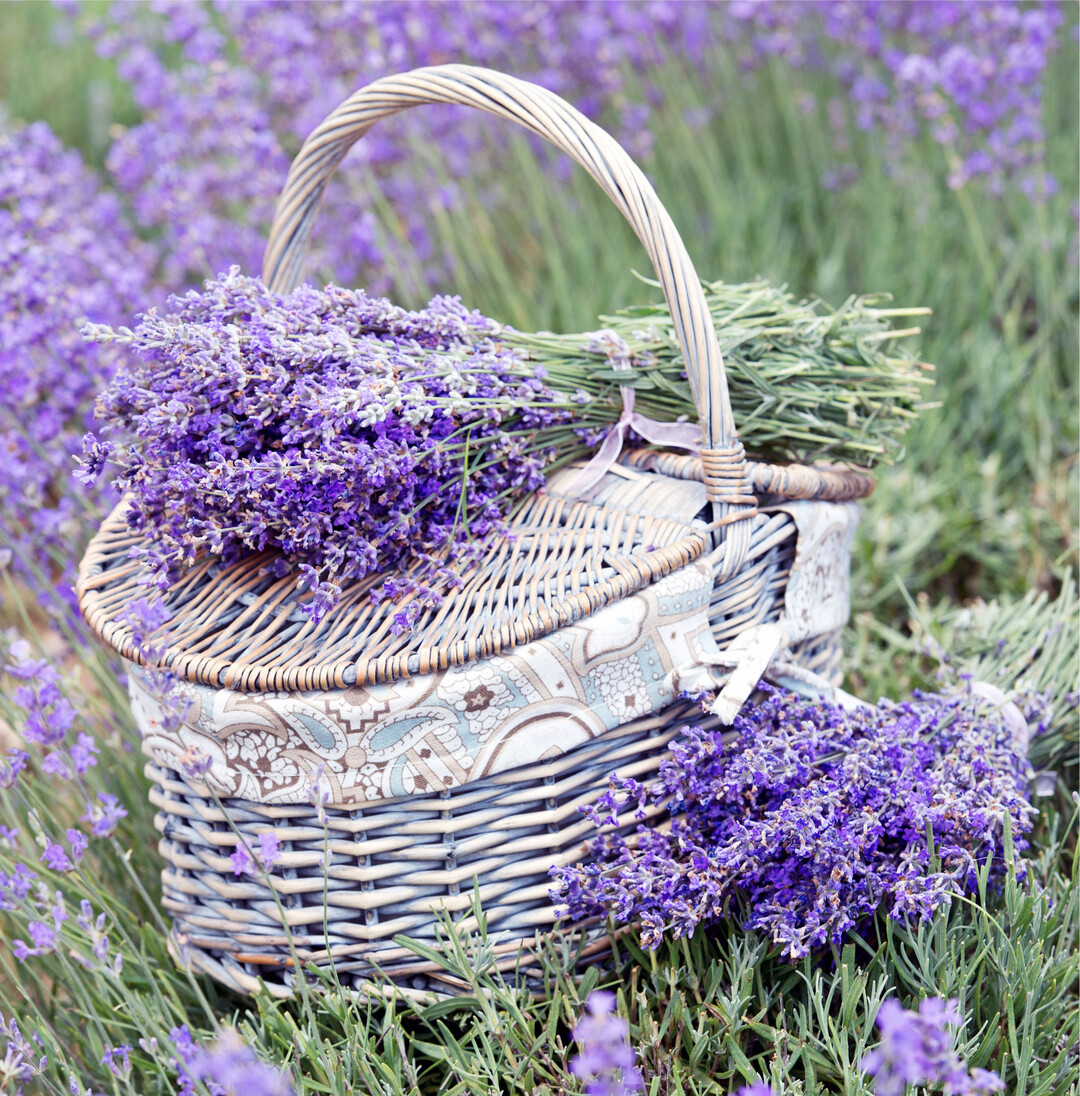 Lavendel bezaubert mit dem intensiven Blau seiner Blüten und ihrem Duft. Dieser schmeichelt nicht nur der Nase, sondern wird direkt in das Gefühlszentrum des Gehirns geleitet. Lavendel entspannt bei Stress, innerer Unruhe und hilft bei Einschlafstörungen. Wer den echten Lavendel im Garten hat, kann als Duftdepot kleine Sträußchen binden oder die trockenen, abgerebelten Blüten in Stoffsäckchen füllen. Am Abend entspannt ein Lavendeltee.
