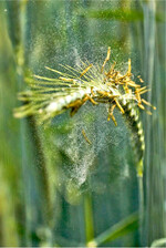 Initio-Beizlösung: Kombination aus fungizider Standardbeize sowie Stärkung der jungen Pflanzen.