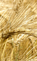 Gesunde Sorten durch Resistenzzüchtung.