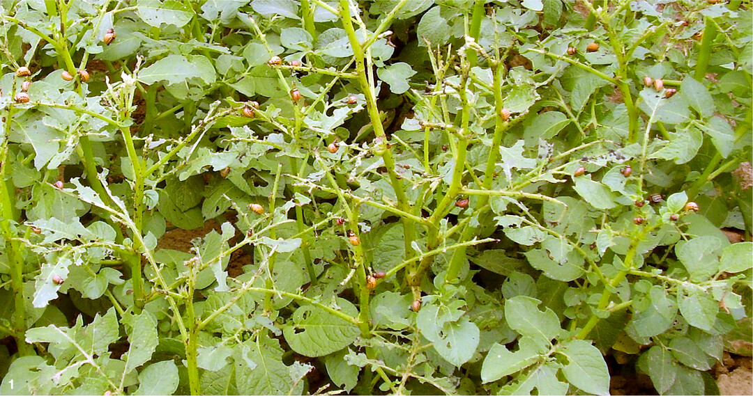 Je grer die Kartoffelkferlarven, desto strker der Blattfra. Sind mehr als zehn Prozent der Blattflche geschdigt, kann es bereits zu greren wirtschaftlichen Einbuen kommen.