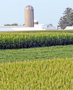 In den USA sind viele Flächen zwei bis drei Wochen zu spät bestellt worden. Diese Vegetationszeit kann vielerorts nicht mehr aufgeholt werden.