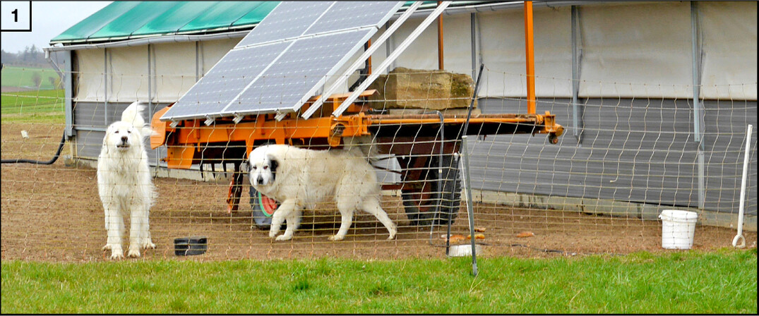 Bei Familie Haaf bewachen Herdenschutzhunde die Legehennen vor räuberischen Angreifern.