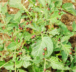 Bei verstärkter Vermehrung verursachen die Larven Skelettier- und Kahlfraß, der Ertrag und Qualität der Kartoffeln erheblich beeinträchtigt.