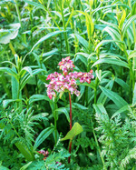 Der erfolgreiche Anbau von Zwischenfrüchten beginnt schon lange vor der Aussaat.