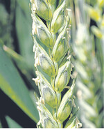 Die neue Winterweizensorte RGT Reform von R.A.G.T.