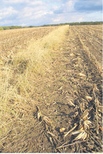 Exemplarische Aufnahmen einer Sukzessionsschneise (natürlich sich entwickelnde Vegetation).