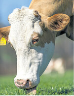 Die Weidezeit umso mehr genießen können Kühe und Rinder, wenn sie während der grünen Saison ausreichend vor Parasiten geschützt werden.