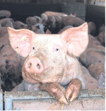 Neben der Umwelt profitieren auch die Schweine von niedrigen Emissionen.