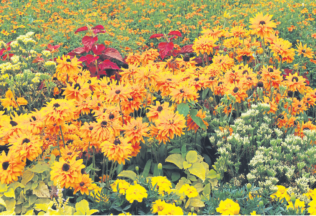 Eine apartes Ton-in-Ton Arrangement mit Einjährigen in Gelb und Orange wie dem Rauhen Sonnenhut (Rudbeckia hirtaAslan), Studentenblumen und Buntnesseln.