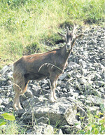 Walliser Schwarzhalsziegen beweiden Schlehen im Südschwarzwald.