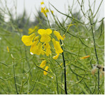 Raps im Regen. Die Felderrundfahrt wurde eine ziemlich nasse Angelegenheit.