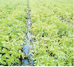 Witterungsbedingt ist das Krautfäulerisiko in diesem Jahr besonders hoch.