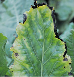 Bakterielle Blattflecken haben einen dunklen Rand um gräuliche, unregelmäßige Flecken und keinen Sporenrasen.