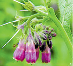 Der Blütenstand von Beinwell ist ein Wickel, der immer weiterwächst.