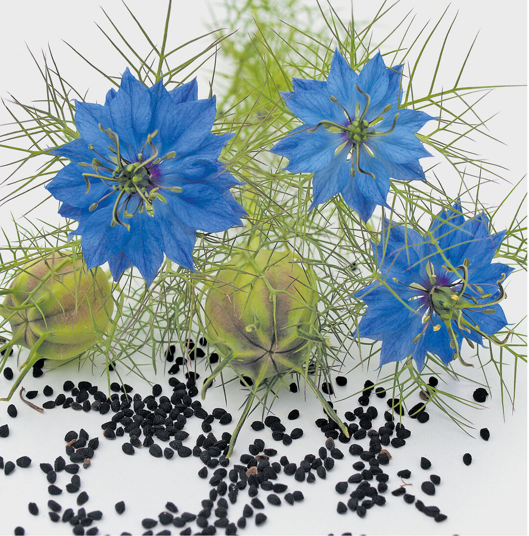 bild der woche „Jungfer im Grünen" oder „Gretchen im Busch" wird diese früher häufig in Bauergärten blühende zarte Schönheit genannt. Hat man sie einmal im Garten, samt sie sich jährlich aus. Die Blumen und später die Fruchtkapseln setzen hübsche Akzente in Sträußen und Gestecken. In der Symbolsprache ist die Jungfer im Grünen eine klassische Blume der verschmähten Liebe. Junge Frauen gaben ihren Freiern ihre Ablehnung „durch die Blume" zu verstehen.