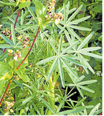 Aus der Gruppe der großkörnigen Leguminosen stammen die Zwischenfrüchte der oberen Reihe der Bebilderung, angefangen mit Blauer Lupine (l.). Sie kann stark verdichtete Ackerhorizonte öffnen.