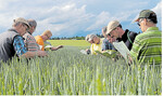 Landwirte inspizieren gemeinsam eine Parzelle mit Winterweizen im Kraichgau. Sie suchen nach Mehltau-Pusteln, um den Effekt von Fungiziden zu beurteilen.