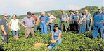 Die Ernte der Frühkartoffel Annabelle kann demnächst losgehen, stellte Fachberaterin Corinna Fuchs bei der Felderbegehung in Remchingen fest.