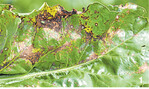 Cercospora ist die bedeutendste Pilzkrankheit bei Zuckerrüben. Die Identifikation insbesondere von Cercospora und...