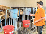 Ran an die Milch: Um gesund aufwachsen zu können, benötigen Kälber genügend Milch. Zu kurze Tränkezeiten bergen Gefahren für die Pansenentwicklung.