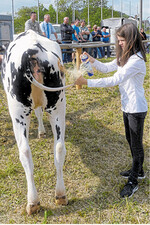 Vor dem Auftritt auf dem Boxberger Maimarkt werden die Tiere nochmal herausgeputzt.