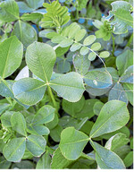 Leguminosenreiche Zwischenfruchtmischungen eignen sich für Standorte mit geringen N-Gehalten im Boden.