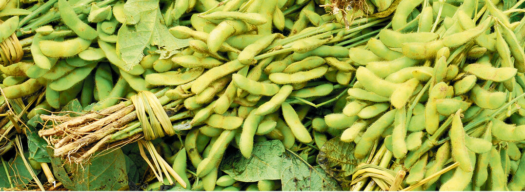 In China kommen Edamame meistens gebündelt auf den Markt.