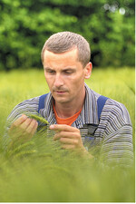 Beliebte Kultur: Zur anstehenden Ernte säten Landwirte im Südwesten mehr Sommer- und Winterbraugerste als im Vorjahr.