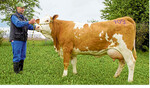 An der Spitze der Fleckvieh-Kollektion rangierte eine Jungkuh mit 38,4 kg Tagesgemelk vom Betrieb Rechner, Mudau-Reisenbach, die auch den Tageshöchstpreis erzielte.