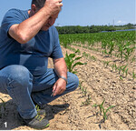 Die großen Schäden an Mais ohne Mesurolbeize dieses Frühjahr kamen überraschend. Zahlreiche Flächen mussten nachgesät werden.