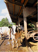 Auch im Auslauf benötigen Kühe im Sommer schattige Plätze, um sich vor zu viel Wärme zu schützen.