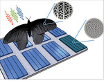 Forschern am KIT gelang es, die Nanostrukturen von Schmetterlingsflügeln auf Solarzellen zu übertragen.